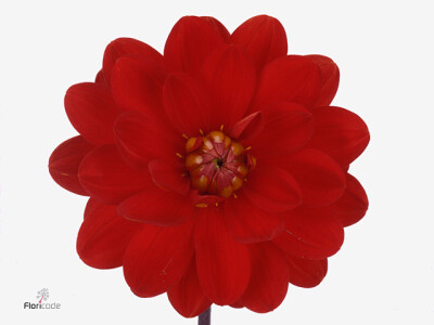 Dahlia (Decorative Grp) 'Contessa'