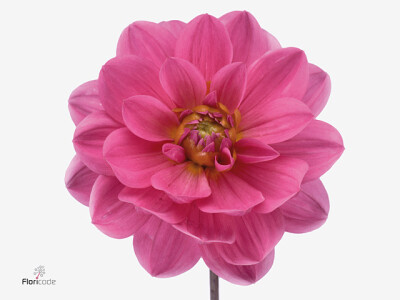 Dahlia (Decorative Grp) 'Onesta'