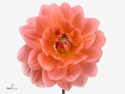 Dahlia (Decorative Grp) 'Yvonne Geerlings'