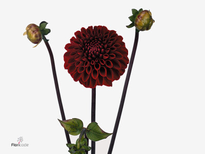 Dahlia (Pompon Grp) 'Viking'