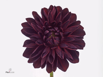 Dahlia (Decorative Grp) 'Arabian Night'