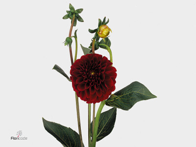 Dahlia (Ball Grp) 'Red Fox'