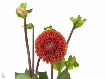 Dahlia (Ball Grp) 'Cornel Bronze'