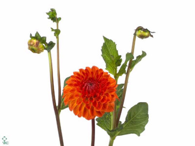 Dahlia (Decorative Grp) 'Safe Shot'