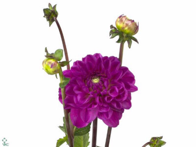 Dahlia (Decorative Grp) 'Stratos'