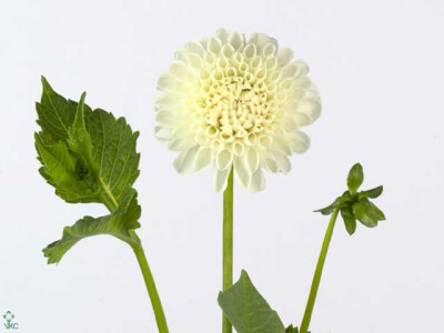 Dahlia (Ball Grp) 'White Nettie'