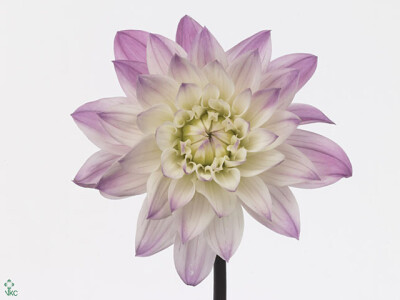 Dahlia (Decorative Grp) 'Karma Prospero'