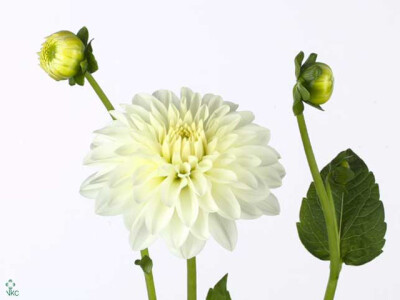 Dahlia (Semi-Cactus Grp) 'Snow Cap'