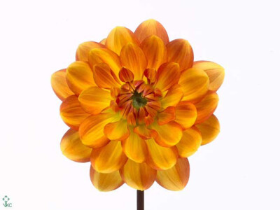 Dahlia (Decorative Grp) 'Graceland'