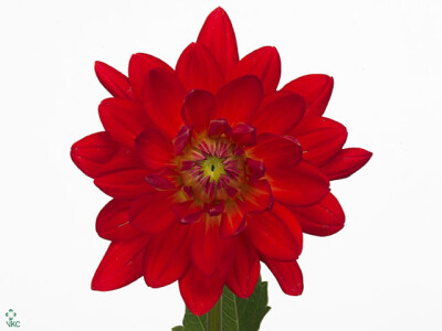 Dahlia (Decorative Grp) 'Karma Irene'