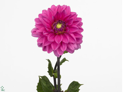 Dahlia (Decorative Grp) 'Nashville'