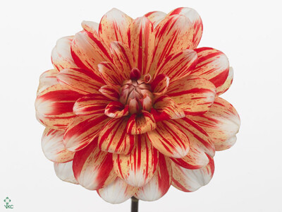 Dahlia (Decorative Grp) 'Striped Nagano'