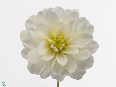 Dahlia (Decorative Grp) 'White Onesta'