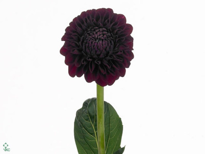 Dahlia (Ball Grp) 'Black Fox'