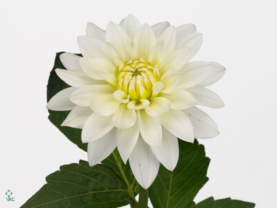 Dahlia (Decorative Grp) 'Karma Maarten Zwaan'