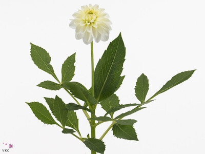 Dahlia (Decorative Grp) White Cap