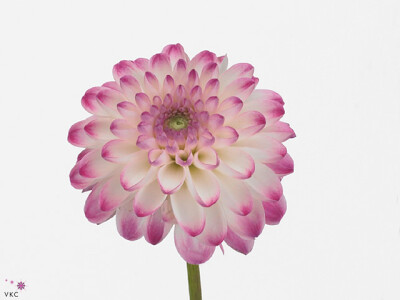 Dahlia (Decorative Grp) 'Pink Isa'