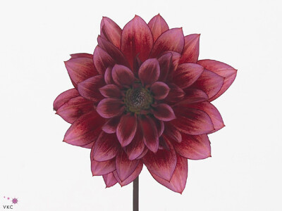 Dahlia (Miscellaneous Grp) 'Darkarin'