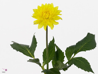 Dahlia (Decorative Grp) 'American Sun'