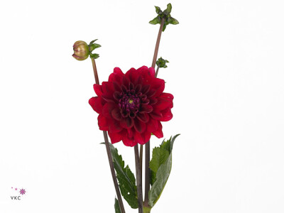 Dahlia (Decorative Grp) 'Red Runner'