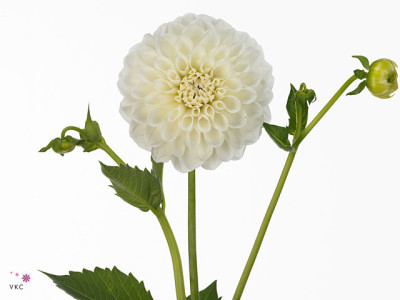 Dahlia (Ball Grp) 'Boom Boom White'