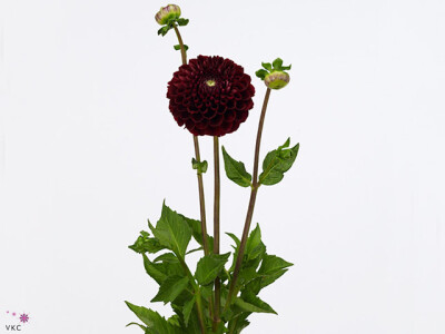 Dahlia (Decorative Grp) 'Jowey Mirella'