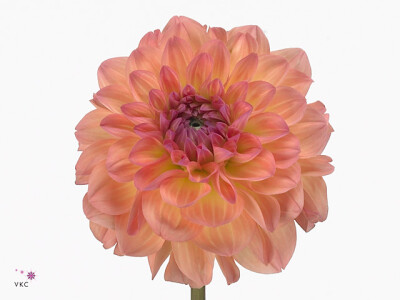 Dahlia (Decorative Grp) 'Sebastian'