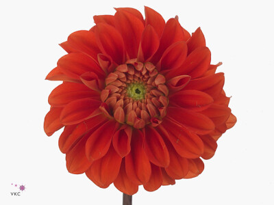 Dahlia (Decorative Grp) 'Happy Halloween'