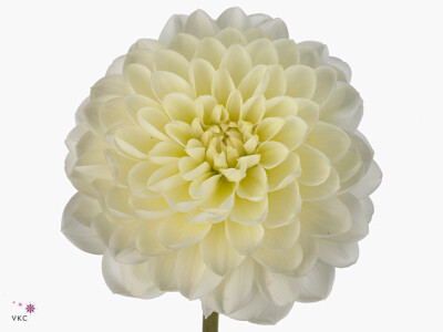 Dahlia (Decorative Grp) 'Vanilla'