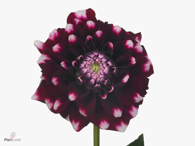 Dahlia (Decorative Grp) 'Quinty'