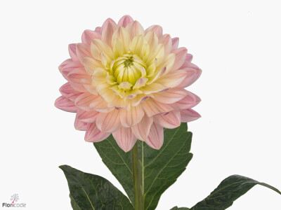 Dahlia (Decorative Grp) 'Pink Magic'