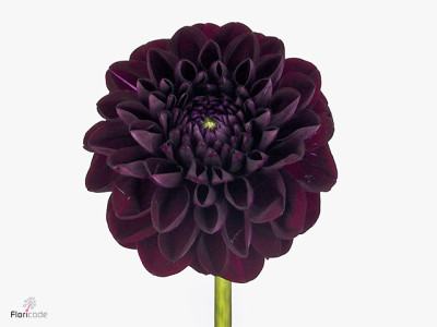 Dahlia (Ball Grp) 'Gipsy Night'