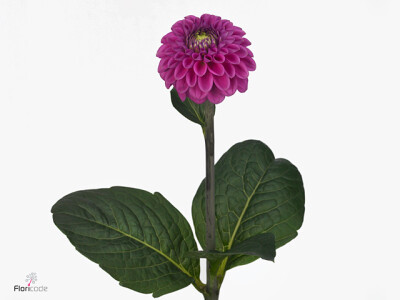 Dahlia (Ball Grp) 'Purple Fox'