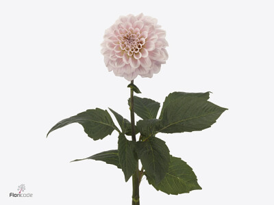 Dahlia (Decorative Grp) 'Sweet Nathalie'