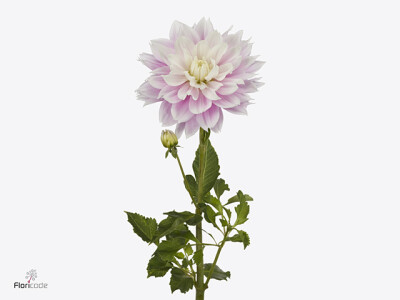 Dahlia (Decorative Grp) 'Evanah'