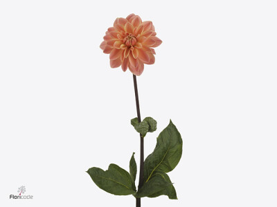 Dahlia (Decorative Grp) 'Mister Frans'