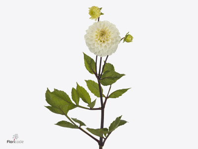 Dahlia (Decorative Grp) 'White Isa'