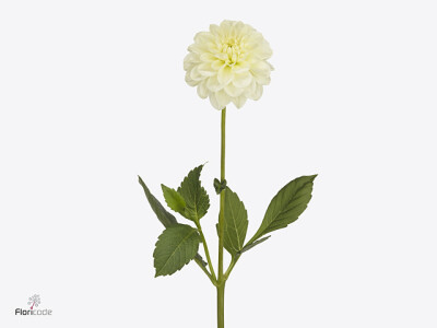 Dahlia (Decorative Grp) 'Champagne'