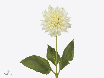 Dahlia (Decorative Grp) Cafe Au Lait Supreme