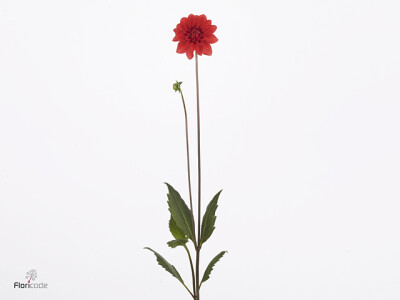 Dahlia (Decorative Grp) 'Faith'