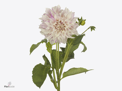 Dahlia (Decorative Grp) 'CafÃ© Au Lait Twist'