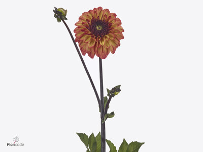 Dahlia (Decorative Grp) 'Ding a Dong'