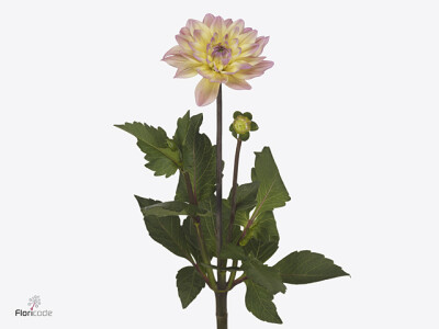 Dahlia (Decorative Grp) 'Mondriaan'