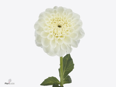 Dahlia (Decorative Grp) 'Bazuin Snow White'