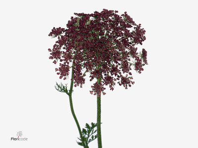 Daucus carota 'Dara'