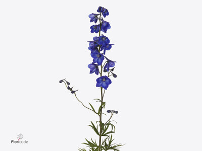 Delphinium enkelbloemig (Belladonna Grp) 'Atlantis'
