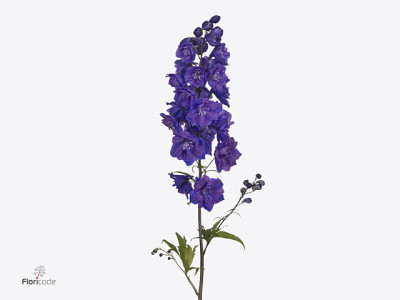 Delphinium dubbelbloemig 'Christel'