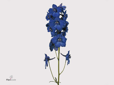 Delphinium enkelbloemig (Belladonna Grp) 'Blue Shadow'