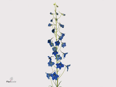 Delphinium enkelbloemig (Belladonna Grp) 'Völkerfrieden'