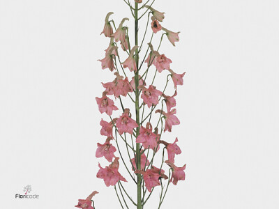 Delphinium enkelbloemig ruysii 'Pink Sensation'